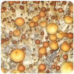 Псилоцибиновые (галлюциногенные) грибы в Березниках Psilocybin "Golden Teacher" Псилоцибиновые (галлюциногенные) грибы в Березниках Psilocybin "Golden Teacher"