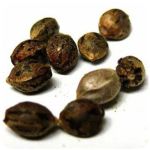 Семена марихуаны АК-47 (Seeds AK-47) в Березниках Семена марихуаны АК-47 (Seeds AK-47) в Березниках